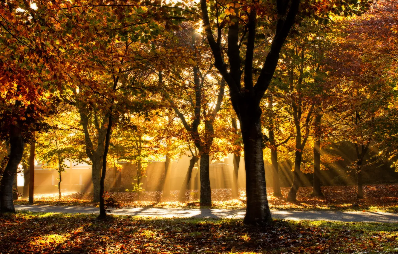 Фото обои осень, свет, деревья, парк, дорожка, аллея, тропинка, золотая осень