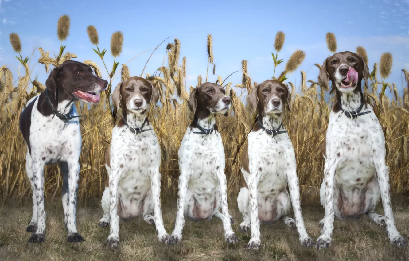 Фото обои поле, пес, порода