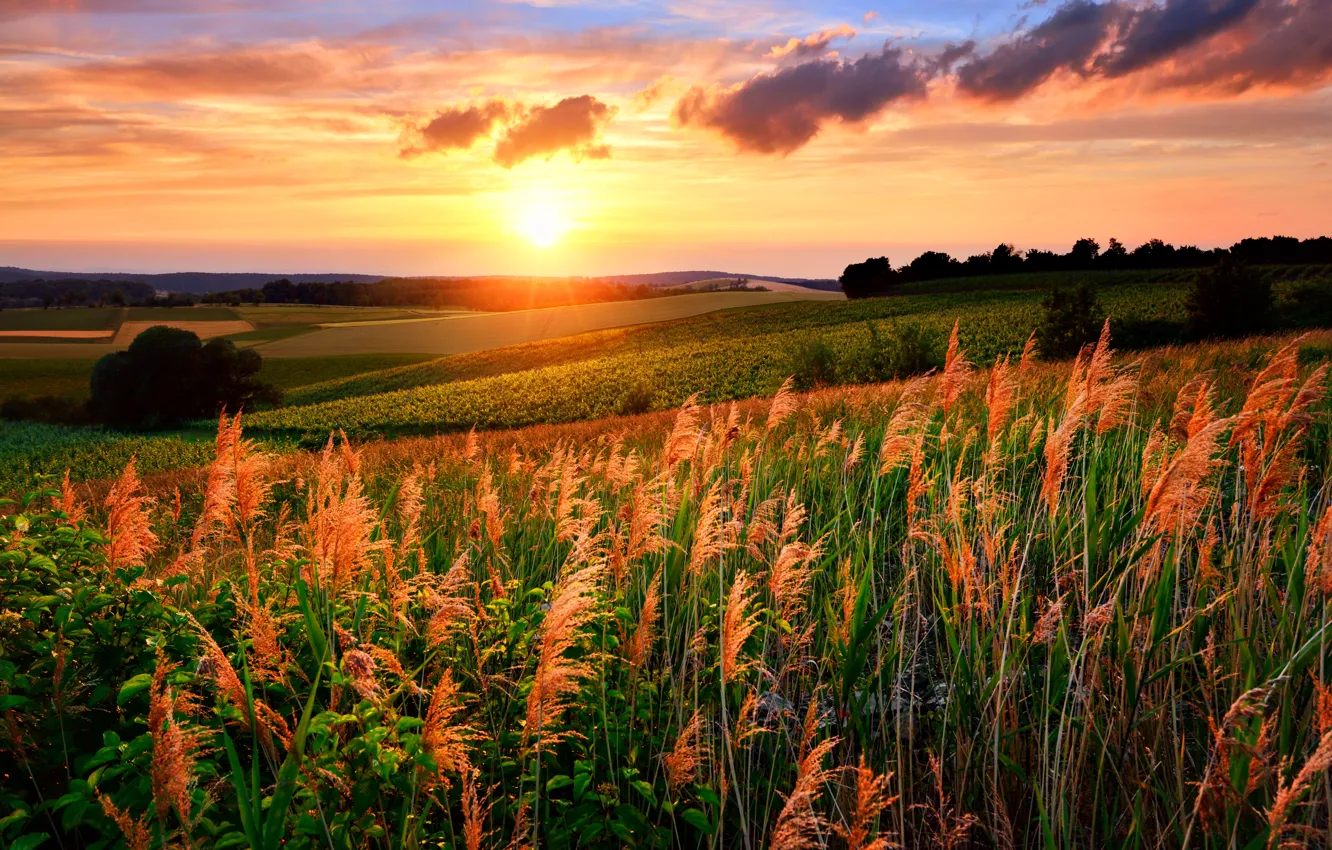 Фото обои поле, трава, закат