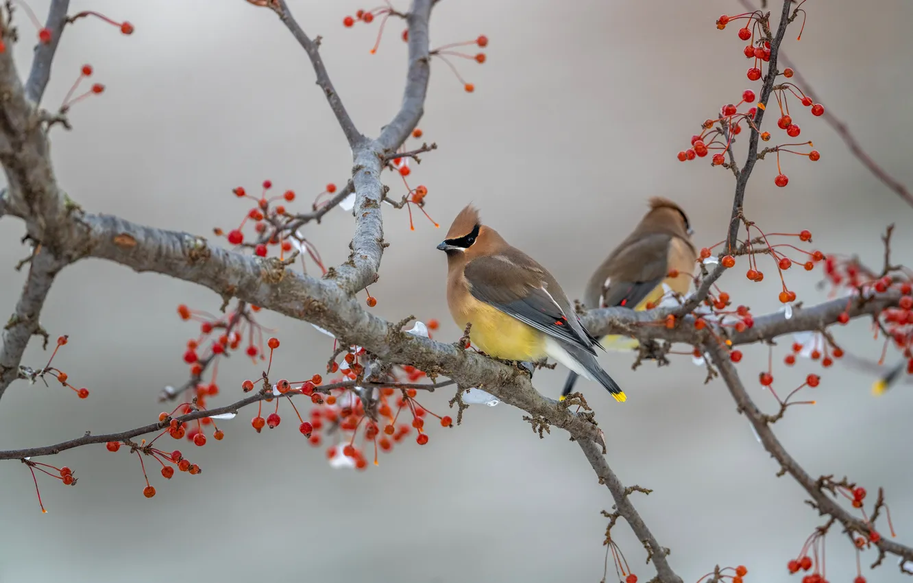 Фото обои зима, снег, птицы, ветки, ягоды, фон, дерево, птица