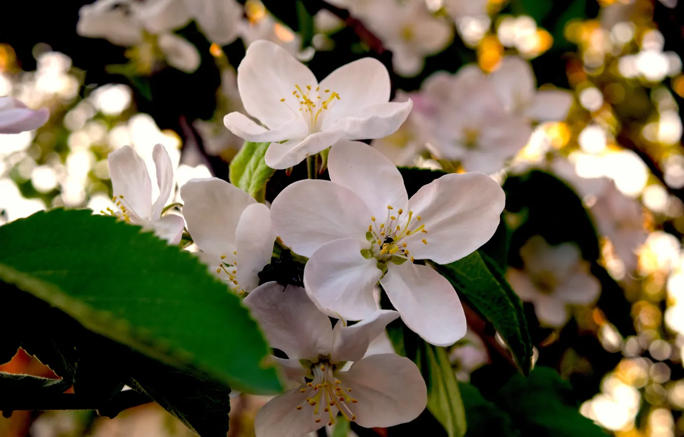 Фото обои весна, белые, широкоформатные, цветы абрикоса