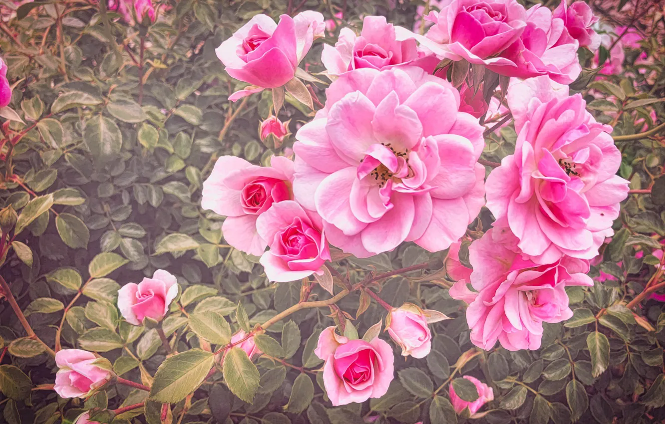 Фото обои листья, цветы, ветки, розы, сад, розовые, розочки, розовый куст