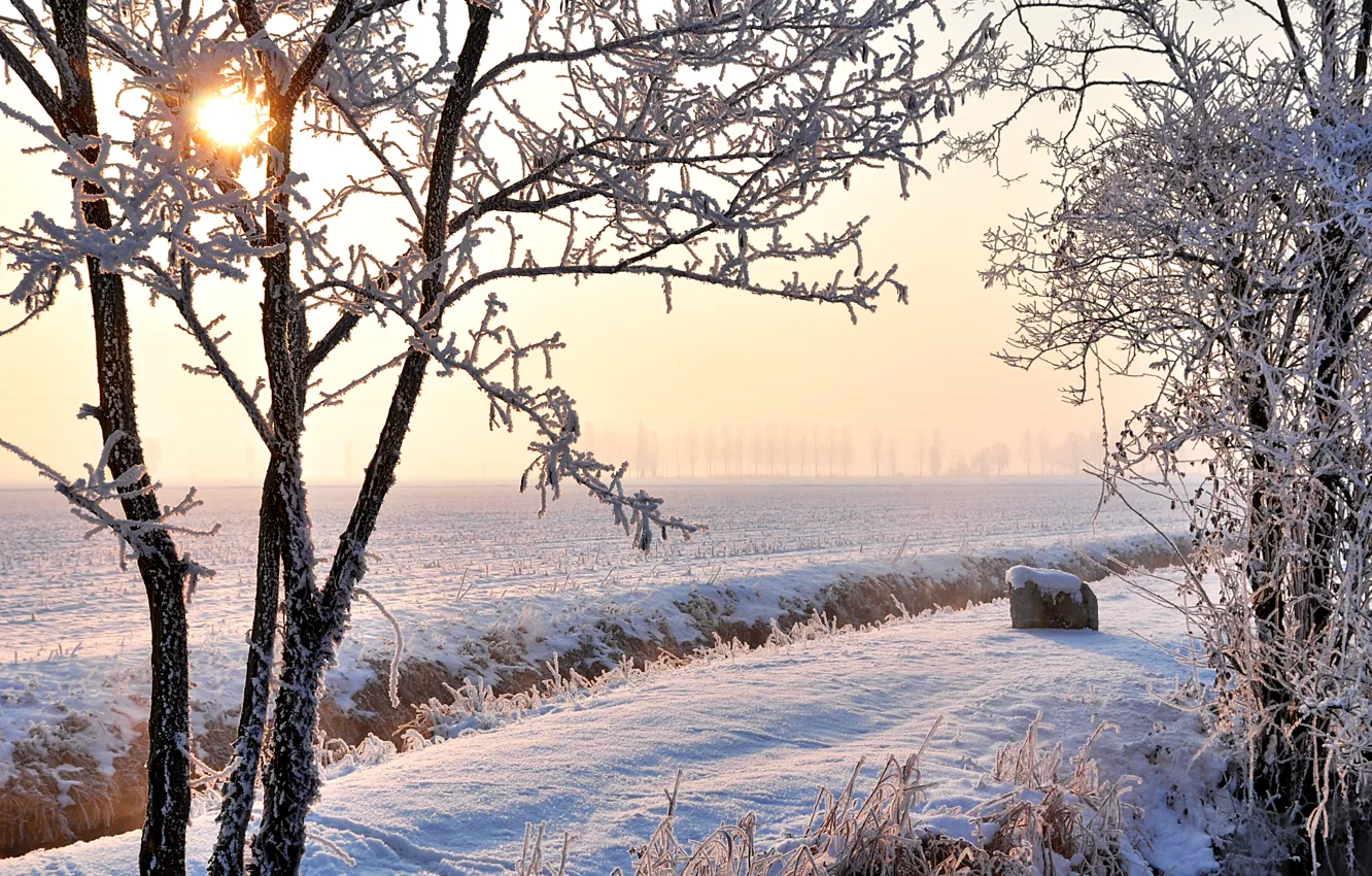 Фото обои зима, иней, поле, солнце, снег, деревья