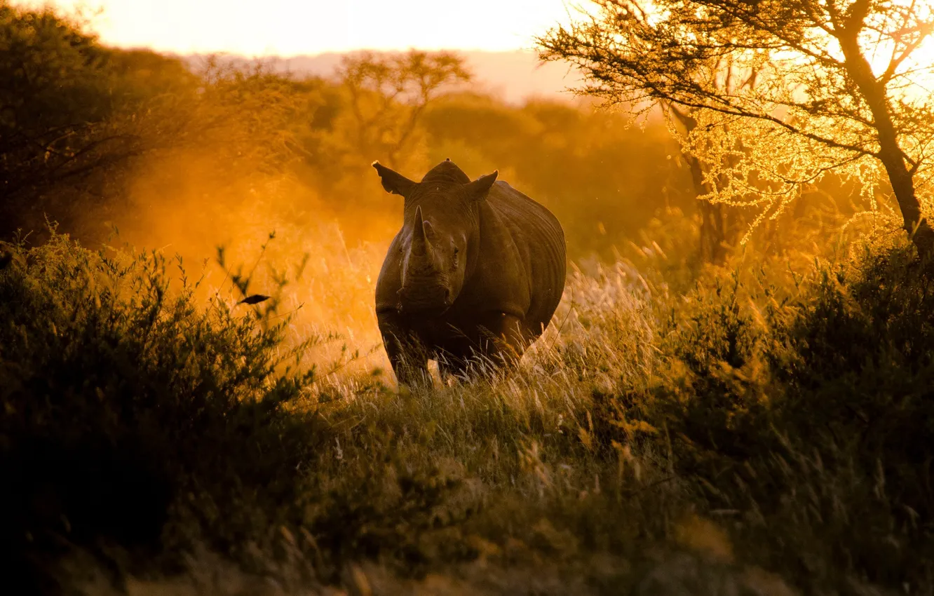 Фото обои солнце, свет, закат, природа, Африка, носорог, By Craig Pitchers