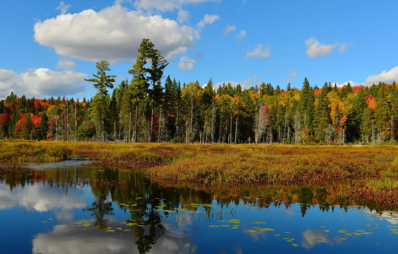 Фото обои осень, лес, небо, облака, деревья, пруд, отражение, река