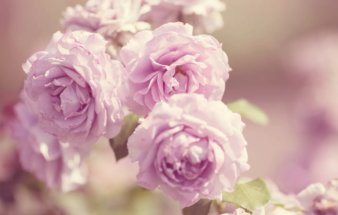 Фото обои макро, цветы, розовый, розы, лепестки, бутоны