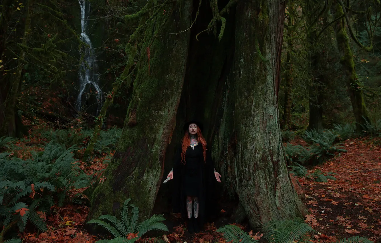 Фото обои девушка, деревья, дупло