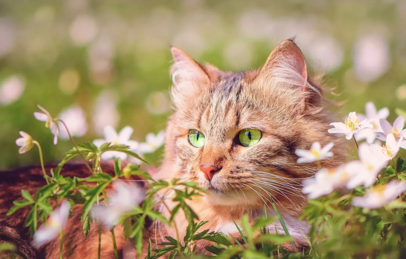 Фото обои кошка, лето, трава, кот, взгляд, морда, цветы, природа
