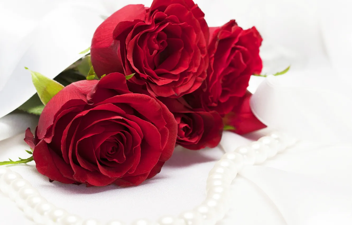 Фото обои розы, красные, жемчуг, бусы