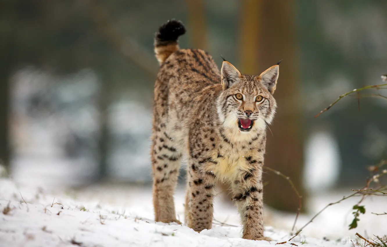 Фото обои зима, лес, язык, кошка, взгляд, снег, поза, пасть