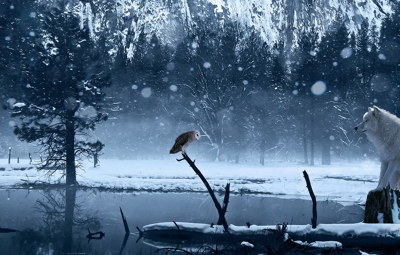 Фото обои зима, снег, озеро, сова, волк, арт