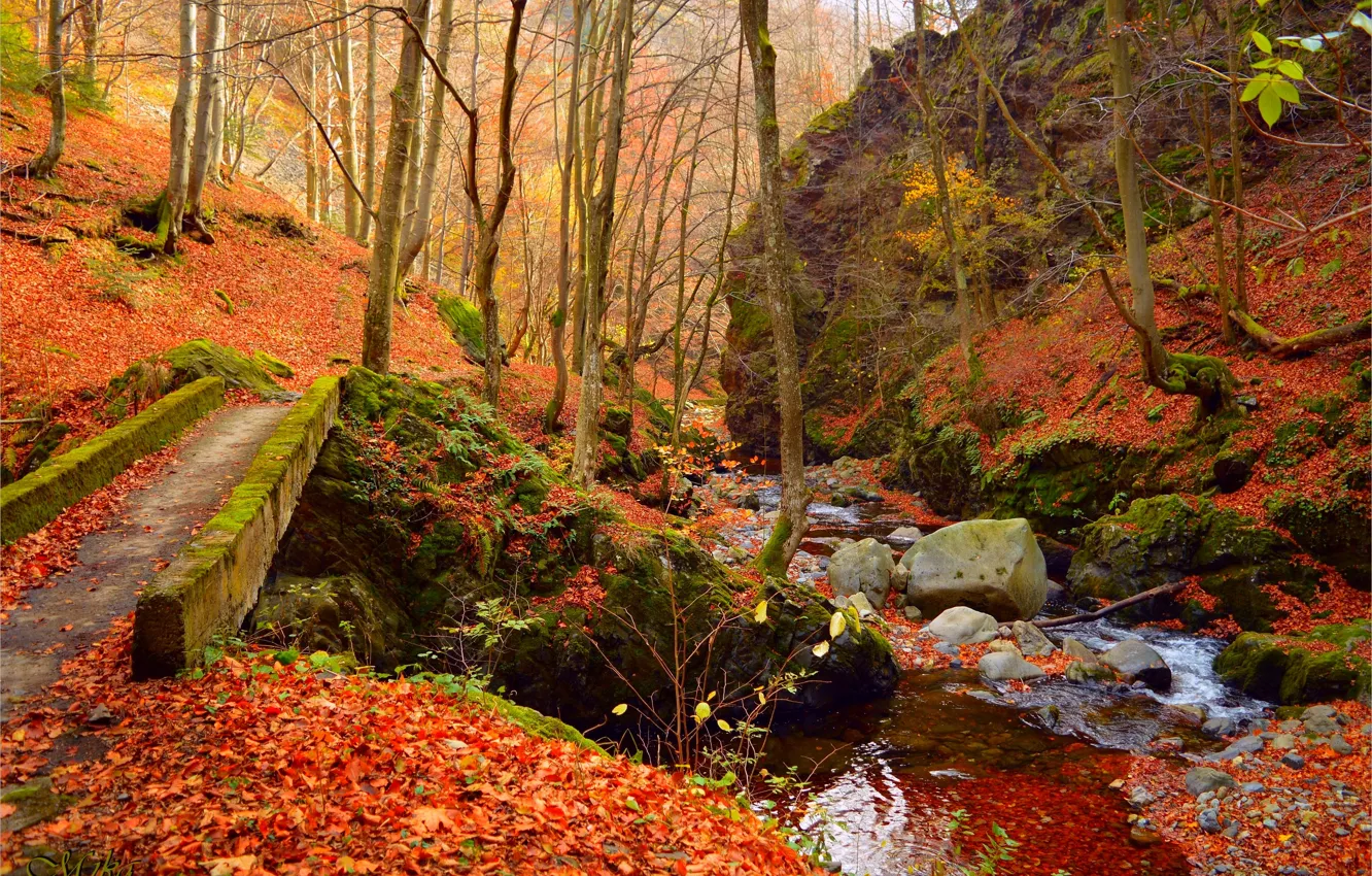 Фото обои Осень, Лес, Ручей, Fall, Листва, Autumn, Forest, Leaves