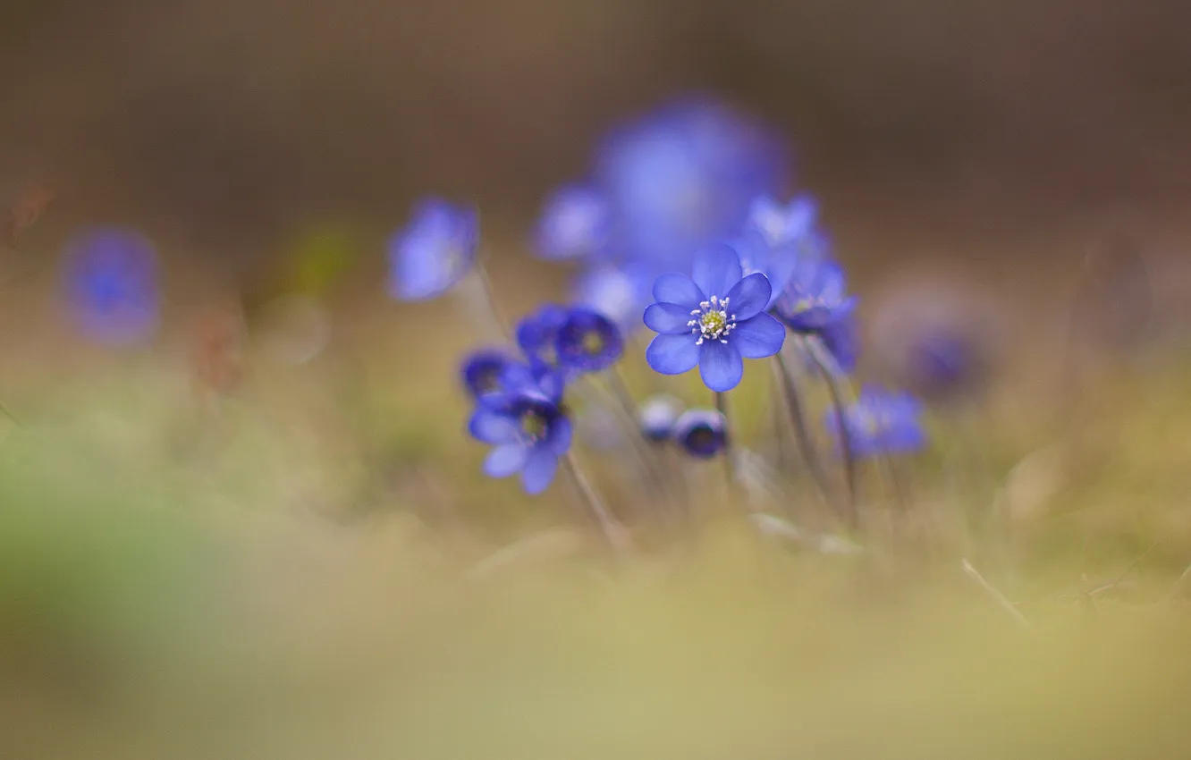 Фото обои цветы, природа, фокус, синие