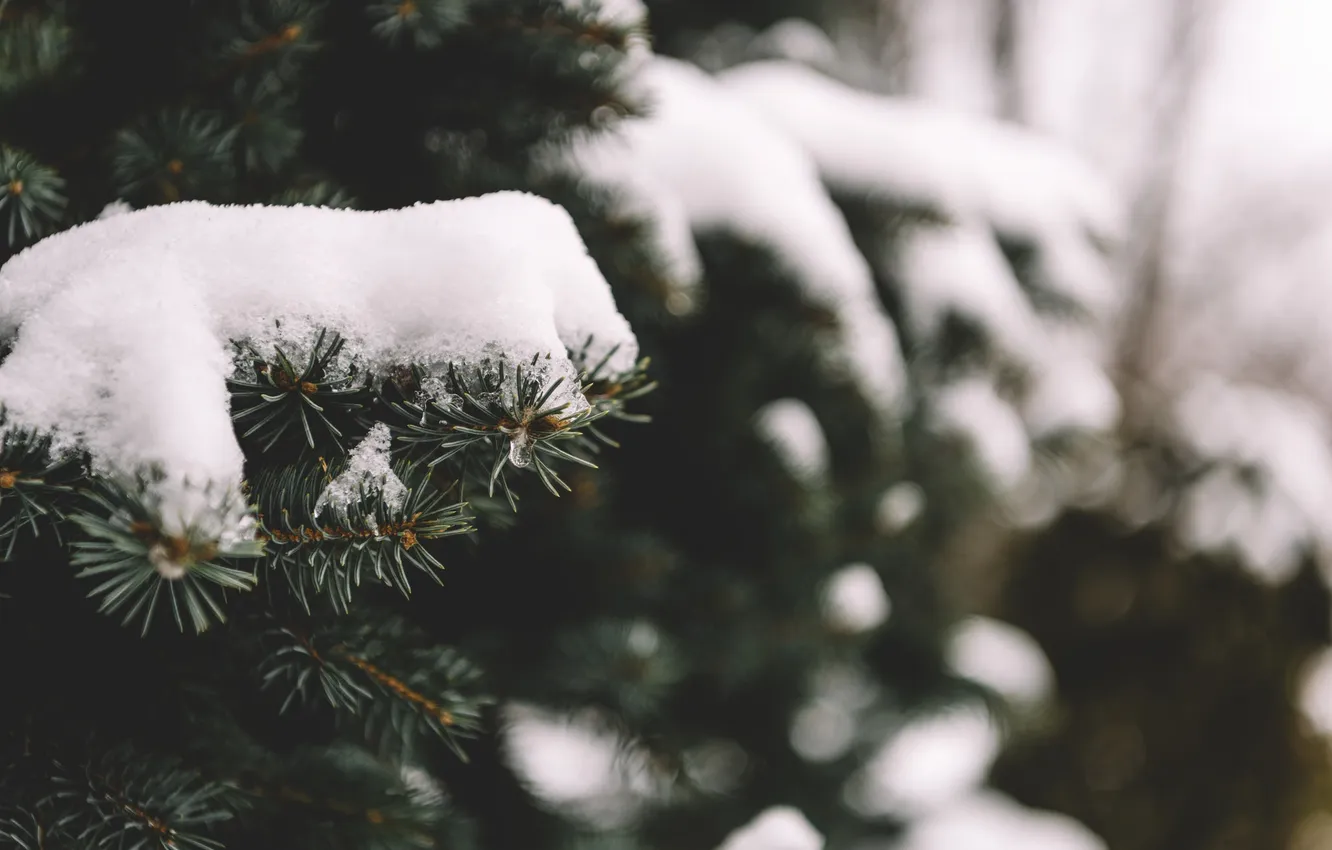 Фото обои снег, иголки, дерево, елка