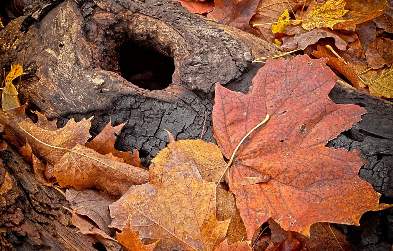 Фото обои осень, макро, листва, ствол, угли