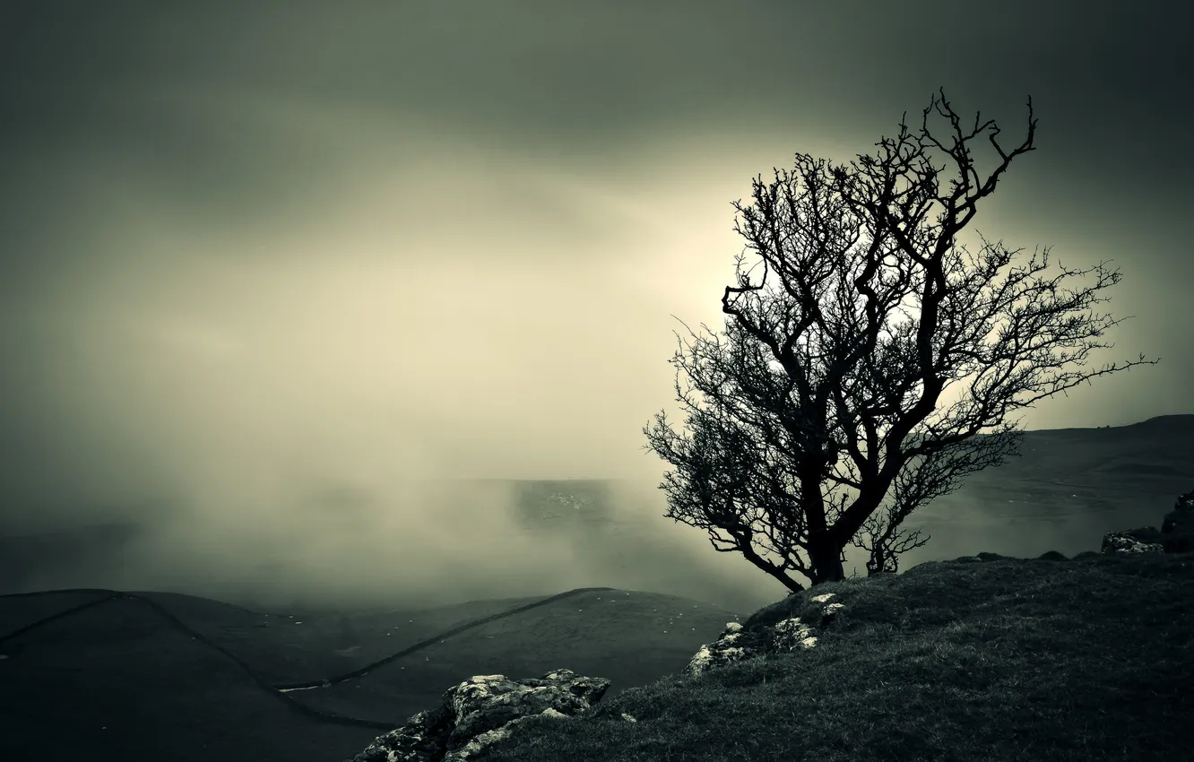 Фото обои пейзаж, ночь, туман, дерево, цвет