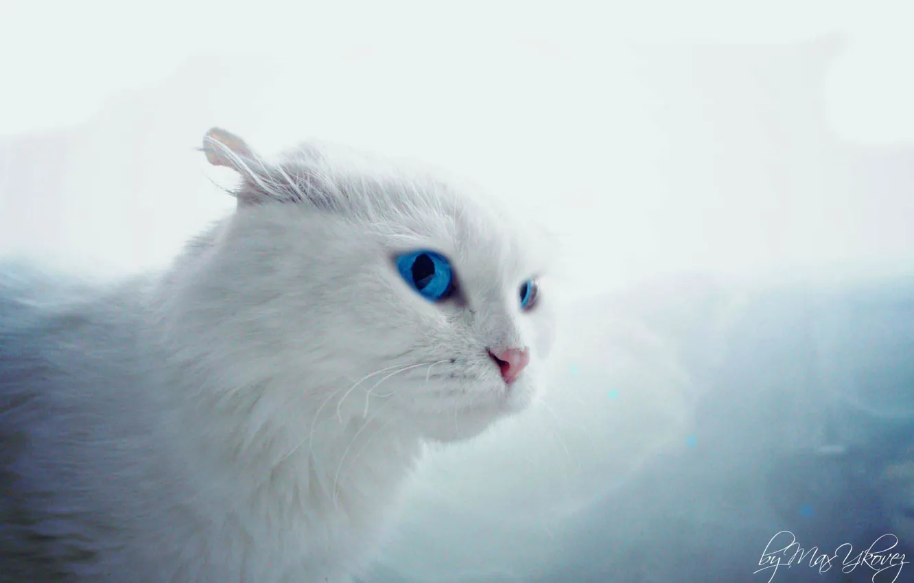 Фото обои Макро, Игры, Белый, Кот, Глаза