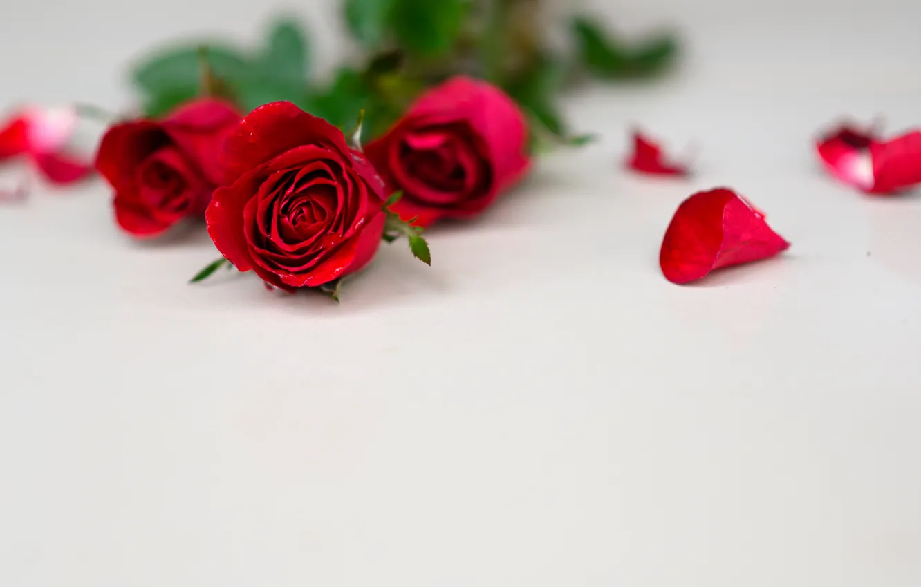Фото обои розы, лепестки, Букет, красные