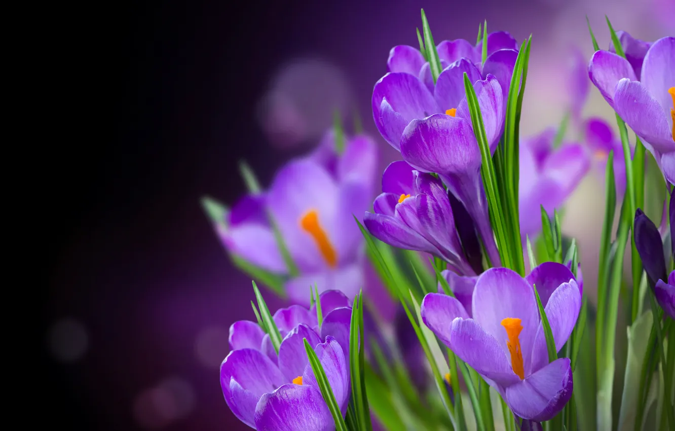 Фото обои листья, блики, фон, фиолетовые, крокусы, цветки, боке, крупным планом