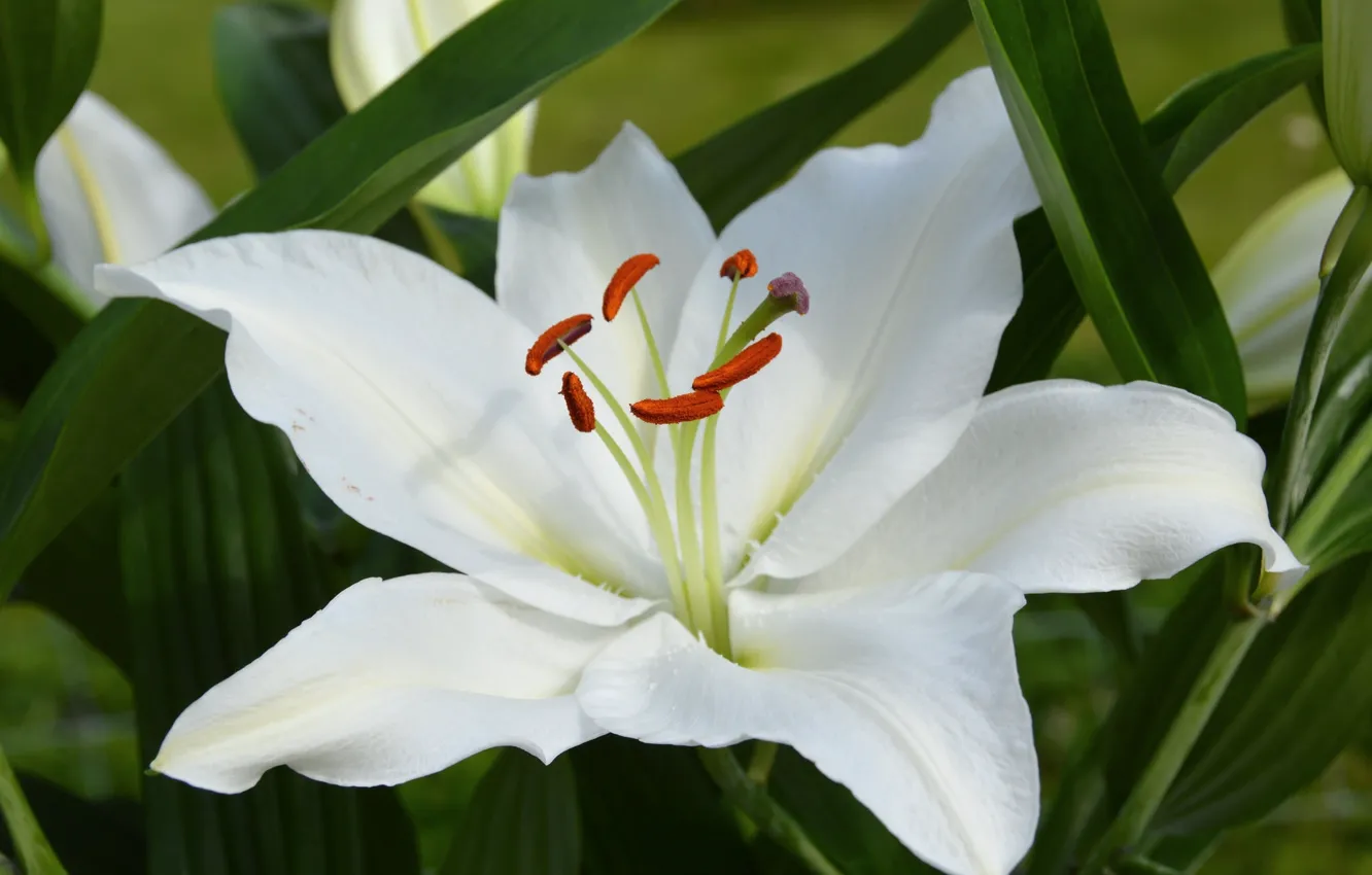 Фото обои макро, лилия, белая