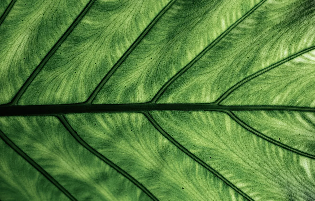 Фото обои макро, лист, зелёный, жилки