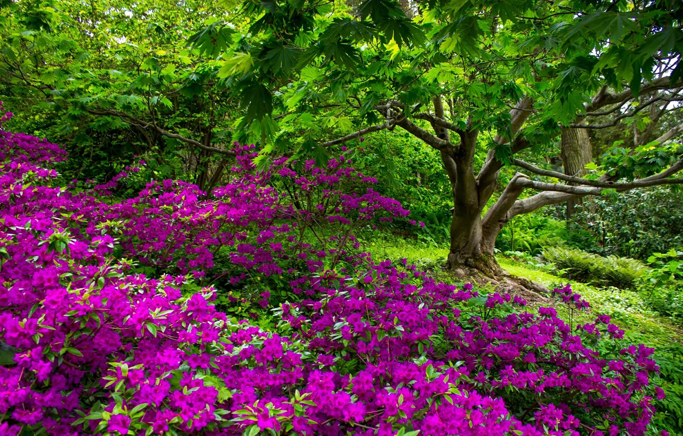Фото обои цветы, природа, дерево, сад, Nature, flowers, tree, garden