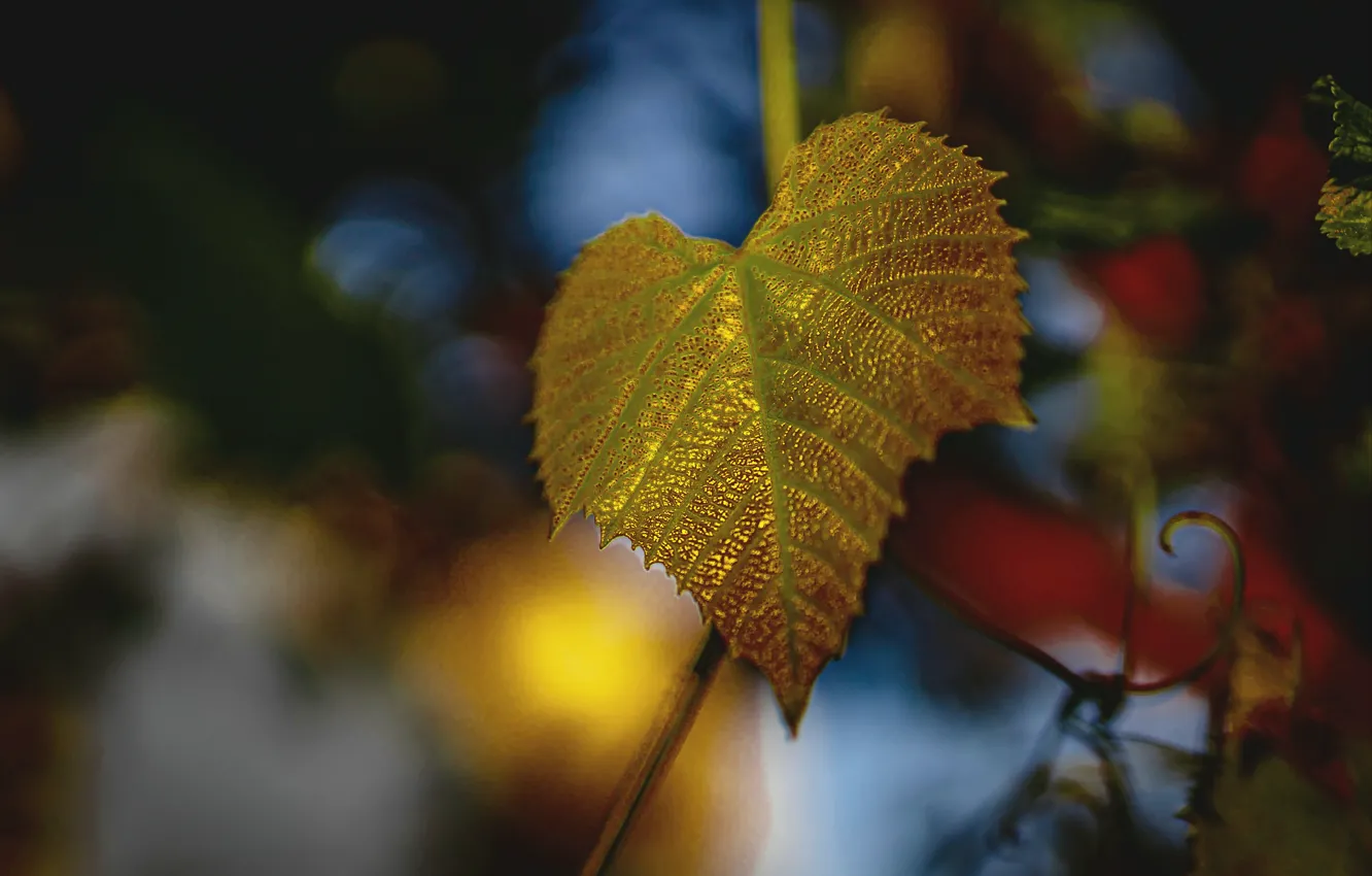 Фото обои осень, лист, листок, золотистый, боке, осенний листок