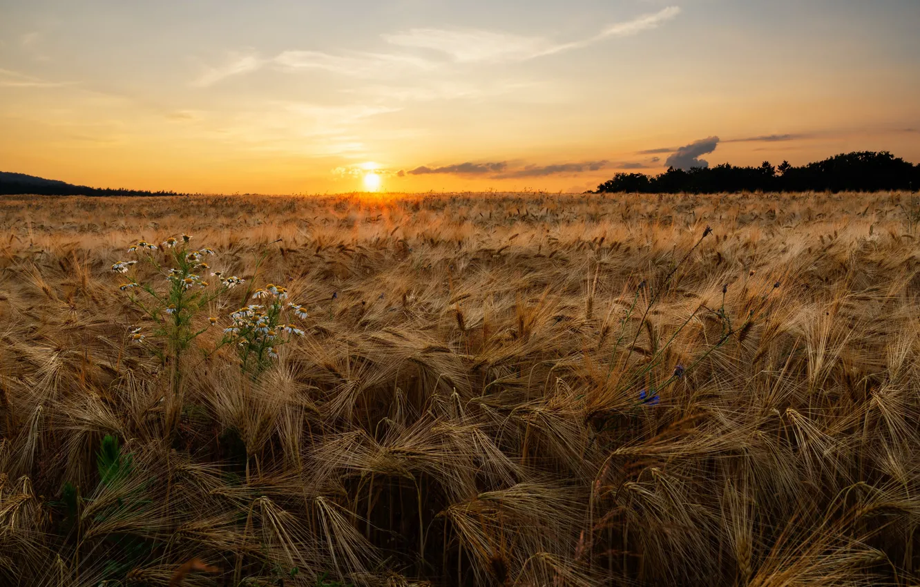 Фото обои поле, лето, закат