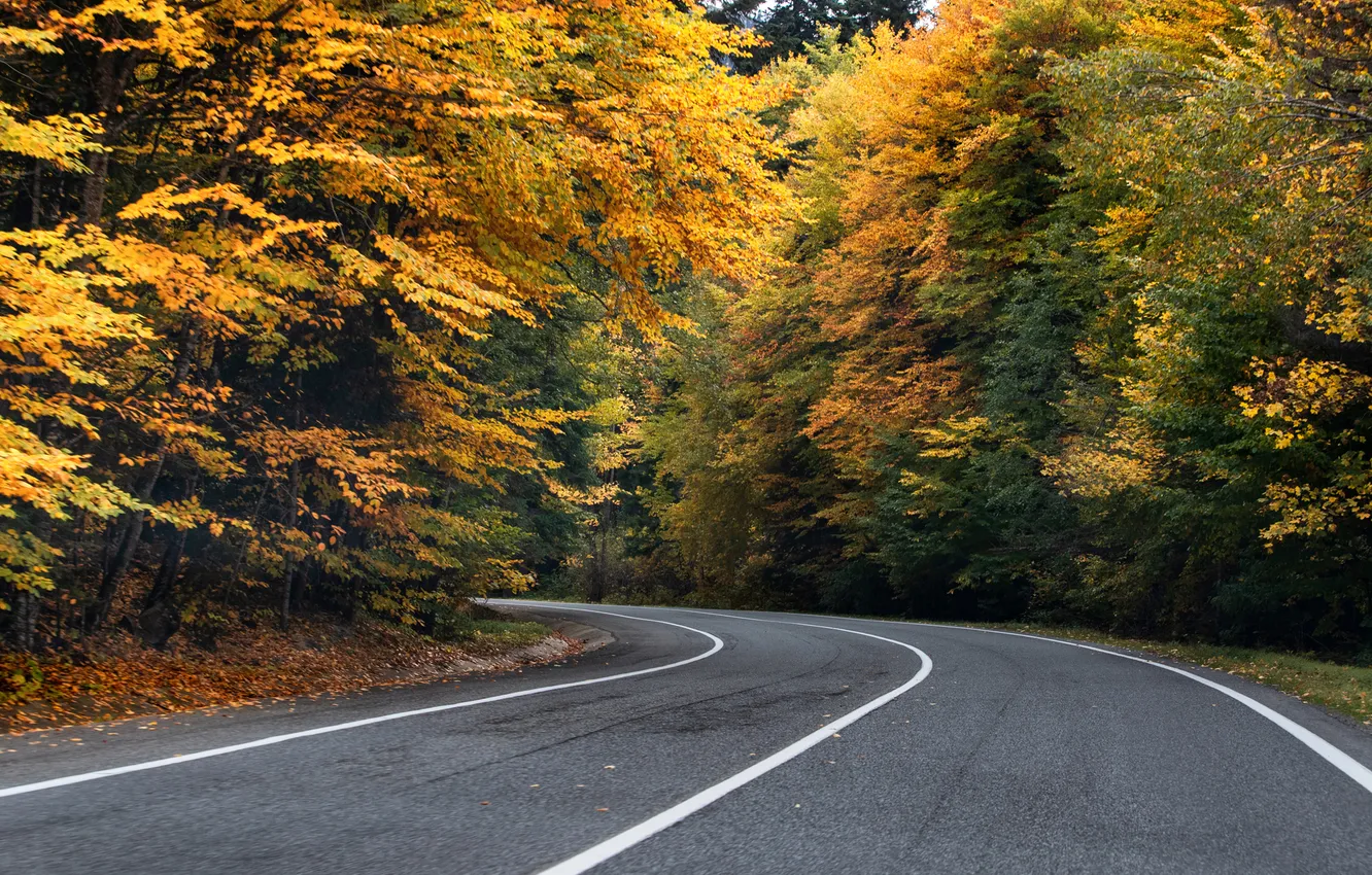 Фото обои road, trees, curve