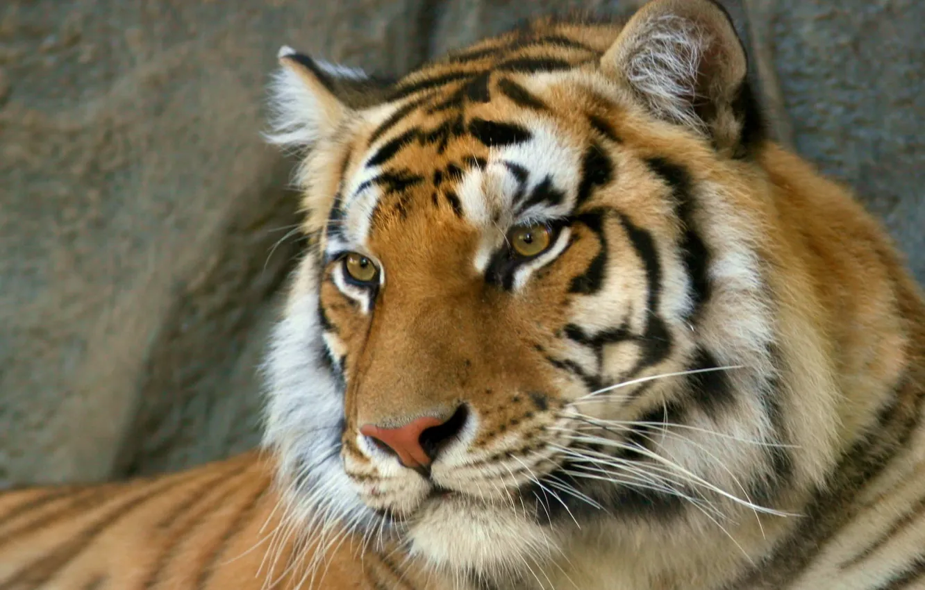 Фото обои хищник, Тигр, бенгальский