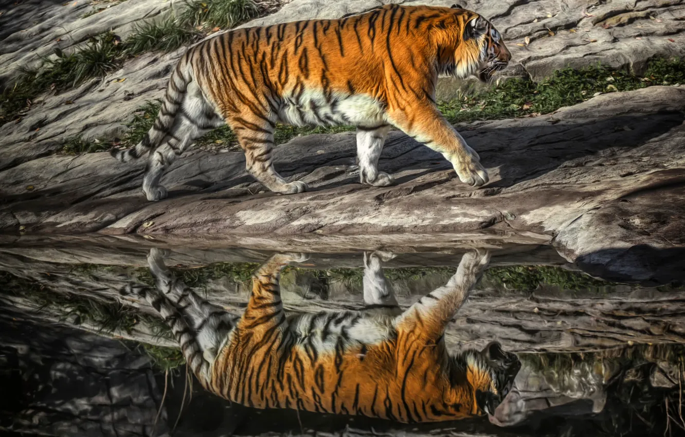 Фото обои тигр, отражение, хищник