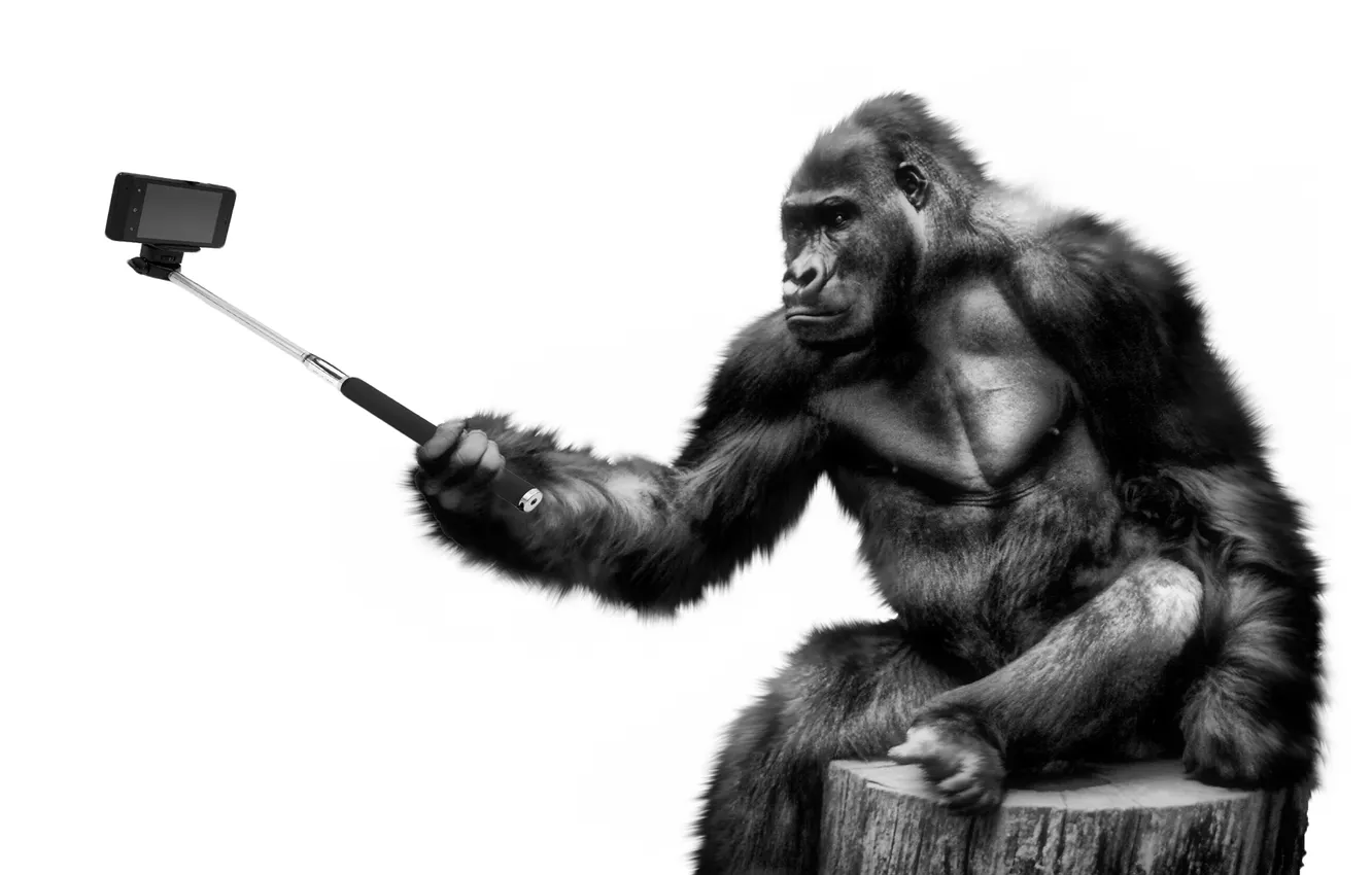 Фото обои animals, gorilla, smartphone, selfie