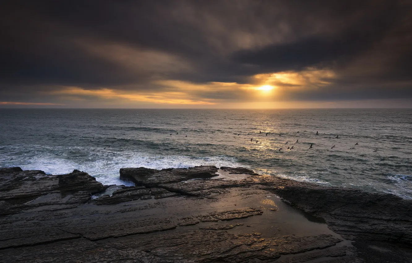 Фото обои california, sunset, pelicans, bonny doon