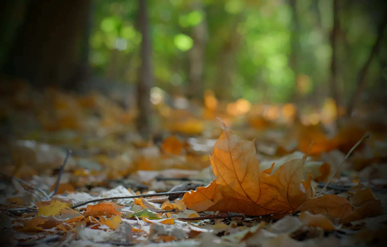 Фото обои autumn, Berlin, autumn colors, fall, fall colors