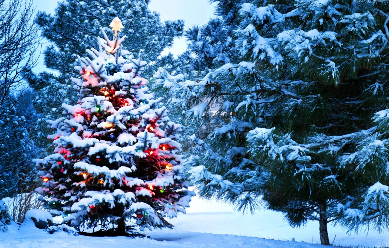 Фото обои lights, holidays, Christmas, nature, snow, tree, New Year, Santa