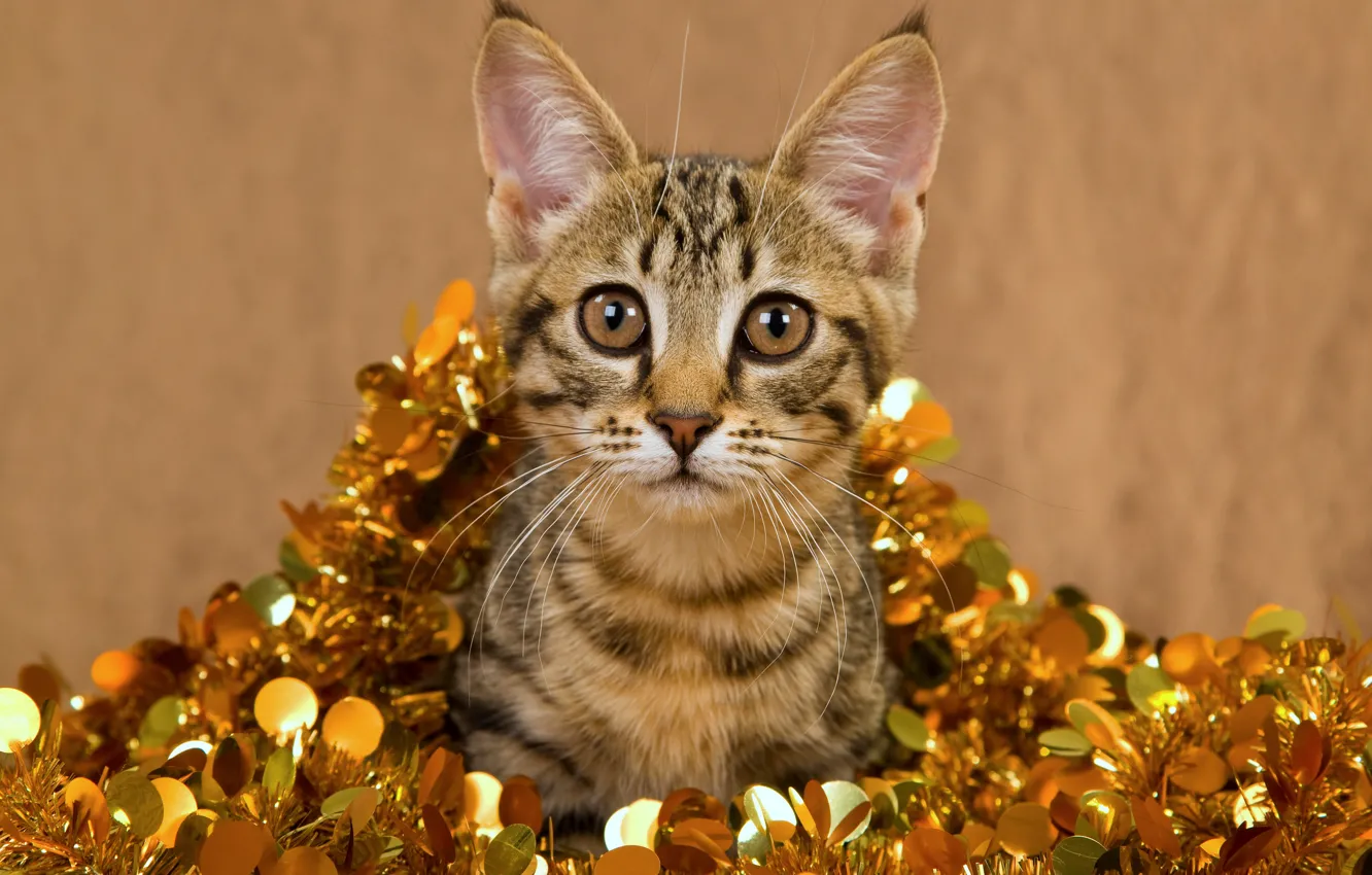 Фото обои кошка, глаза, кот, усы, взгляд, морда, котенок, серый