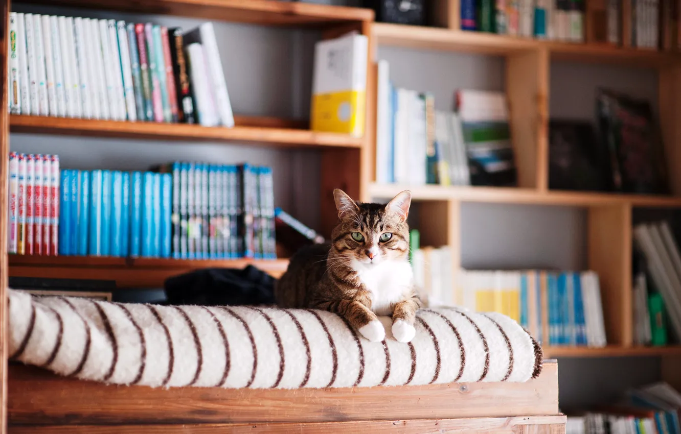 Фото обои кошка, кот, книги, лежит, библиотека, полки
