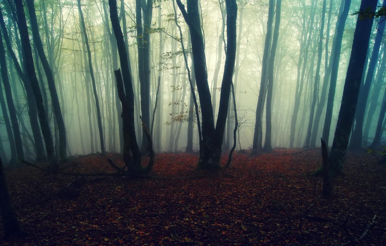 Фото обои осень, лес, листья, деревья, природа, туман, фон, обои