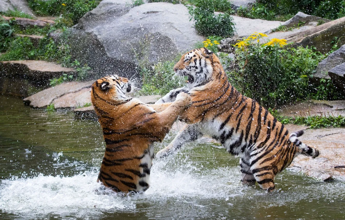 Фото обои брызги, игра, хищники, драка, пара, дикие кошки, тигры