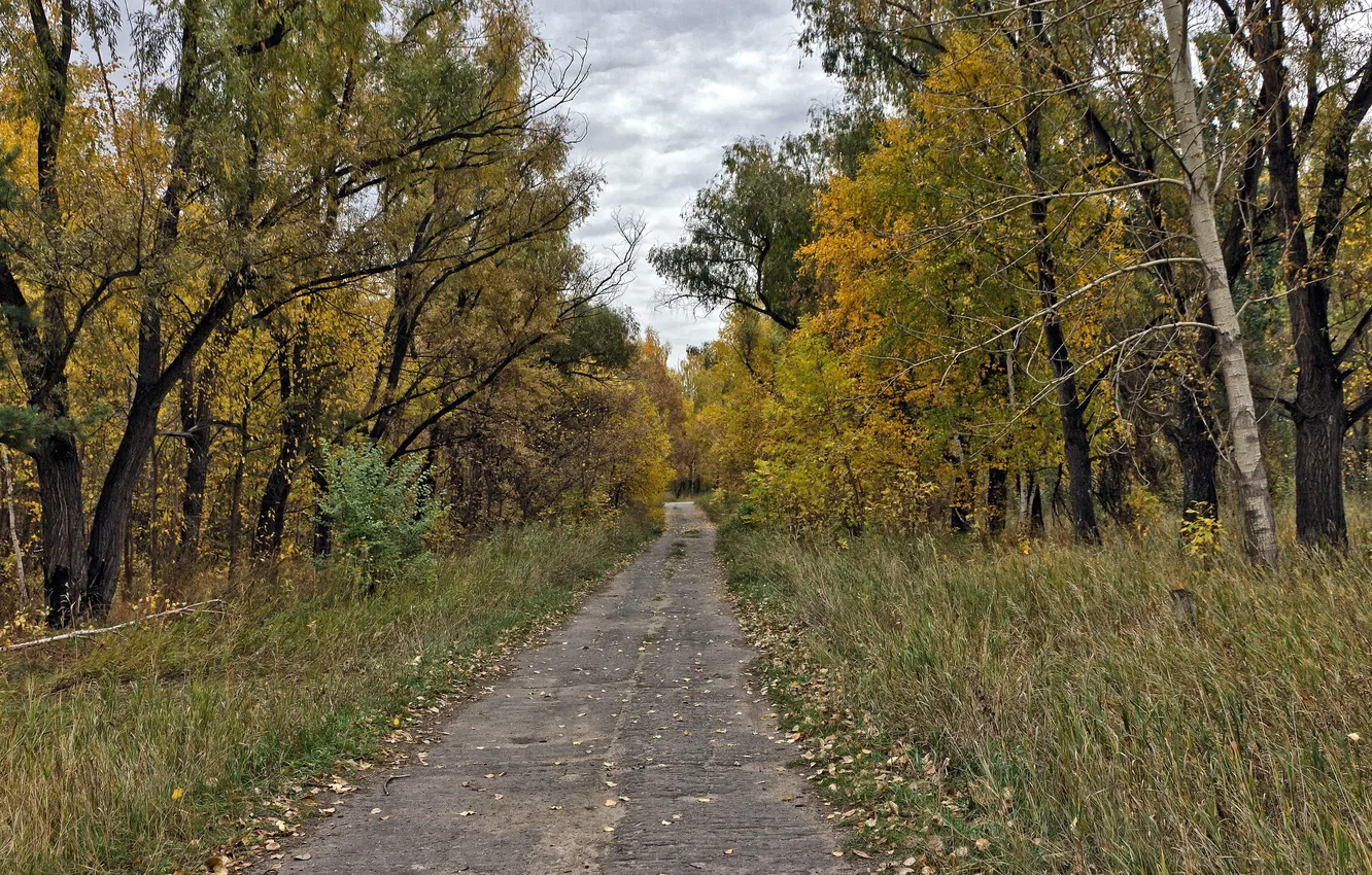 Фото обои дорога, осень, лес, пейзаж