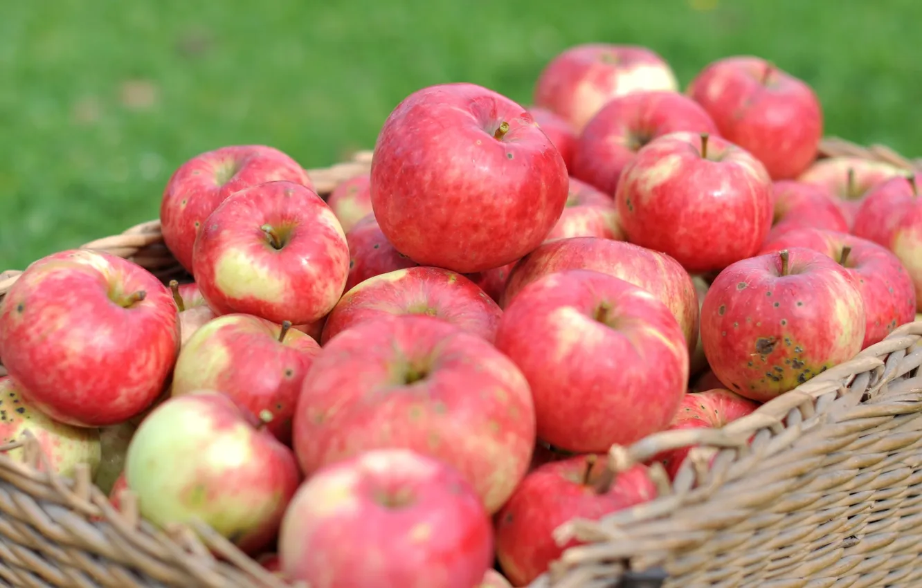Фото обои макро, корзина, яблоки, урожай, фрукт