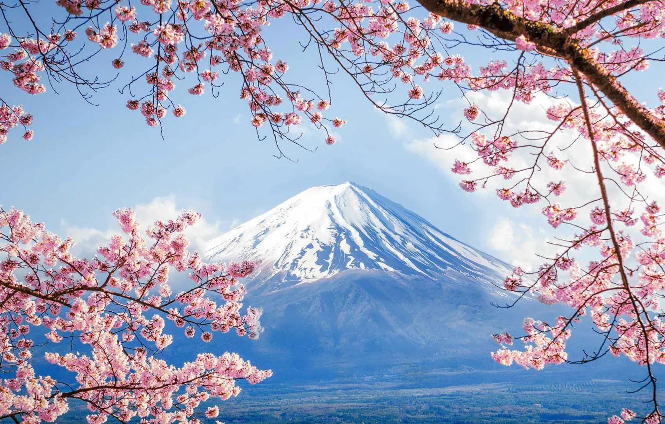 Фото обои весна, Япония, сакура, гора Фудзи