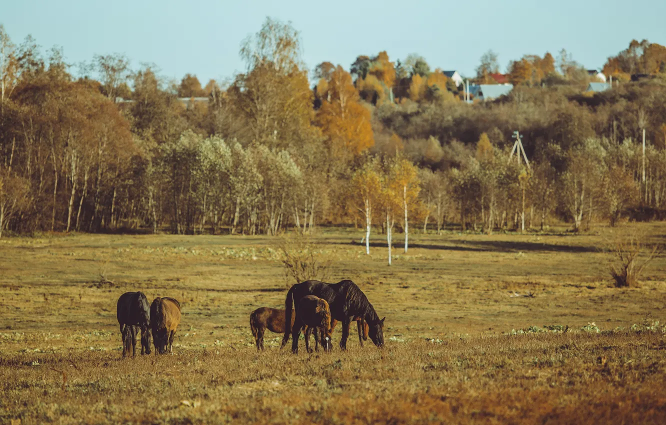 Фото обои поле, осень, лес, свет, деревья, кони, даль, деревня