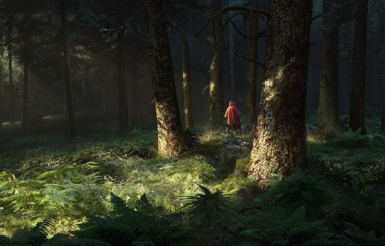 Фото обои лес, деревья, человек, сумрак, папоротник