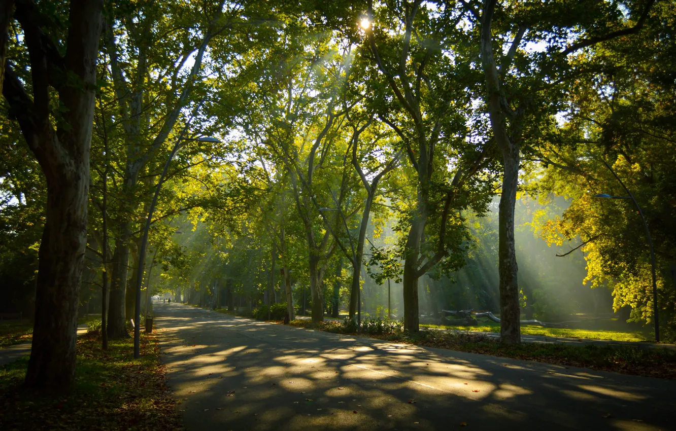 Фото обои дорога, зелень, лес, лето, солнце, лучи, свет, деревья