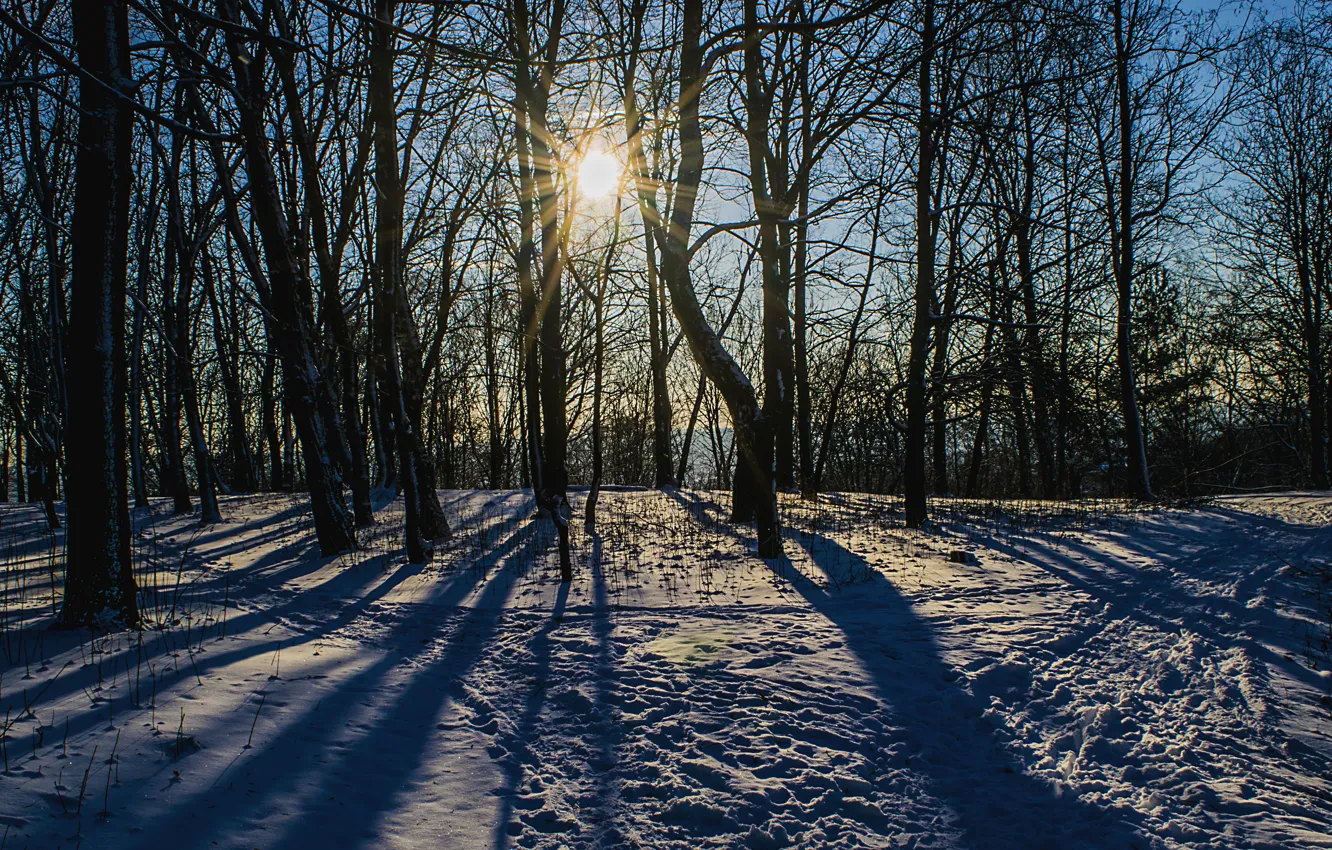 Фото обои зима, снег, деревья, природа, Лес