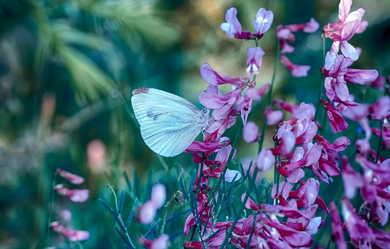 Фото обои трава, макро, цветы, природа, бабочка, Mustafa Öztürk