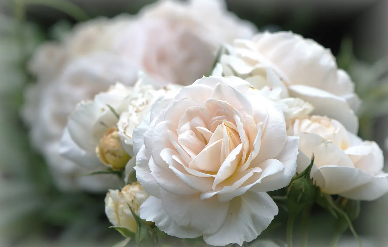 Фото обои макро, цветы, розы, букет, размытие, белые, бутоны, боке