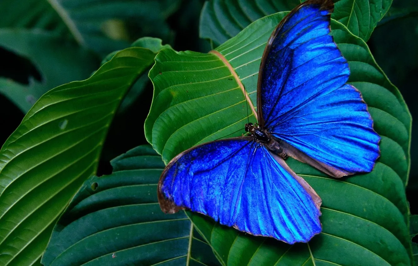 Фото обои листья, бабочка, butterfly