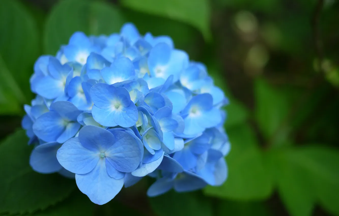 Фото обои зелень, цветок, листья, голубая, гортензия